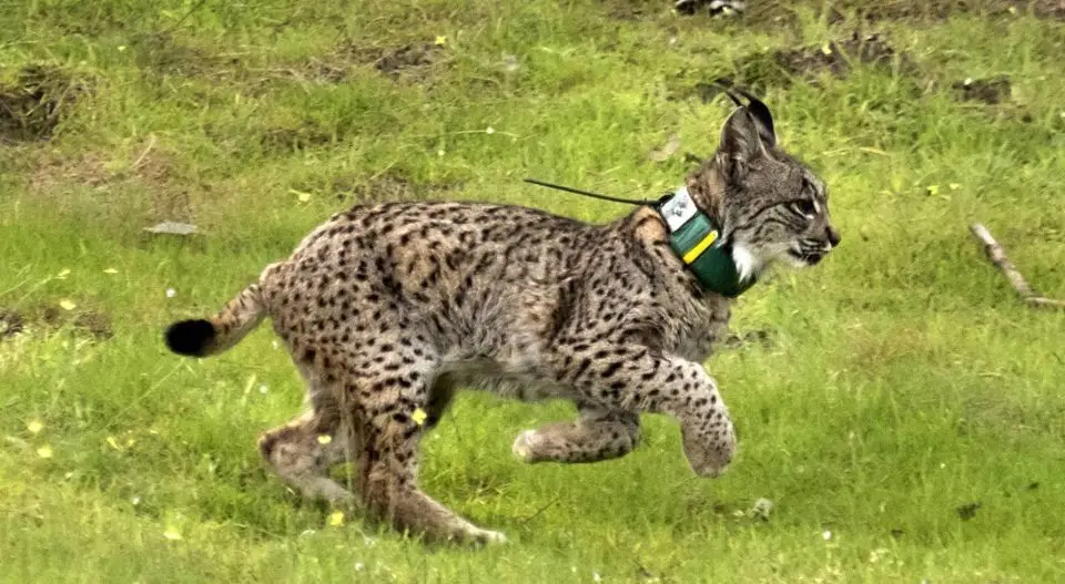 Lince iberica in via di estinzione con trasmettitore GPS