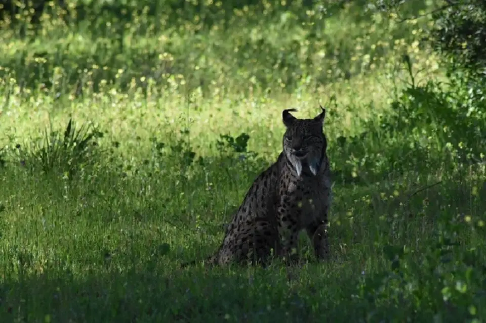 Lince iberica in via di estinzione